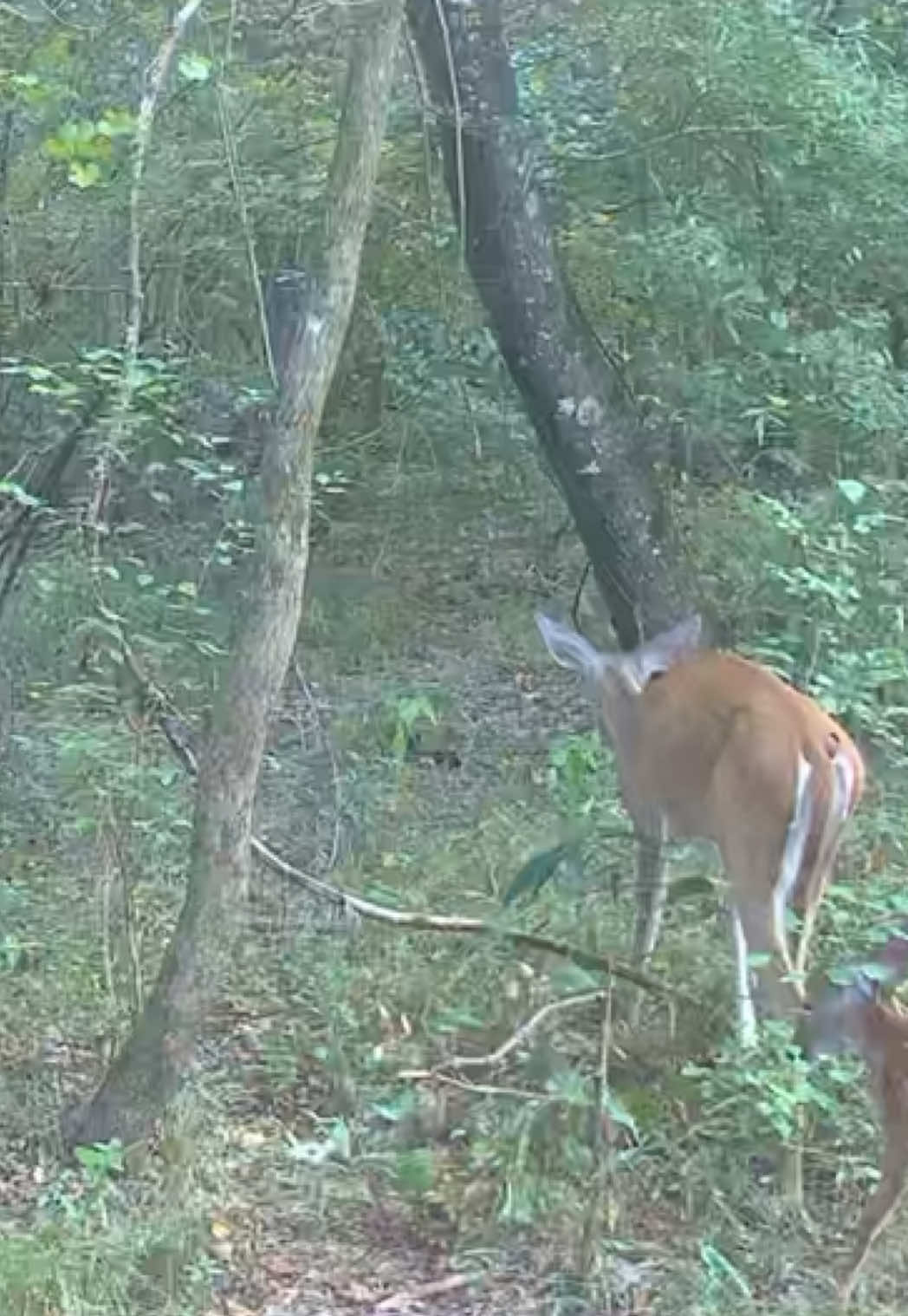 @Toi Batton_GIGI_WTBuckOutdoors