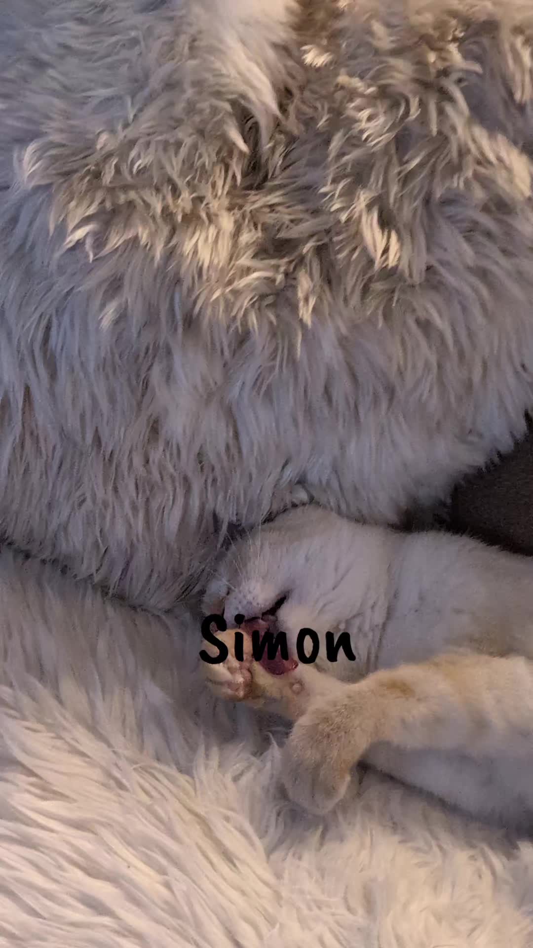 @JoeyZHD