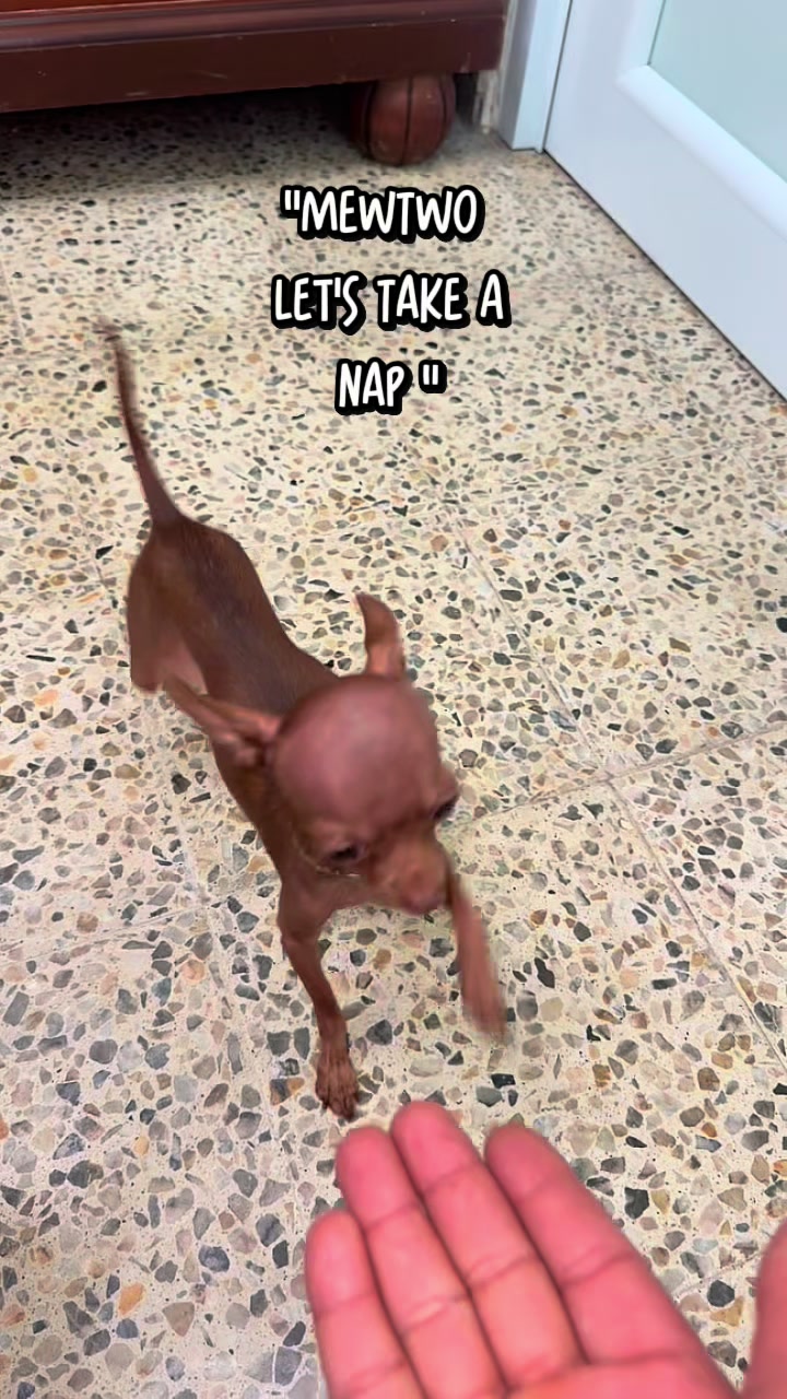 @mini.mew.offical