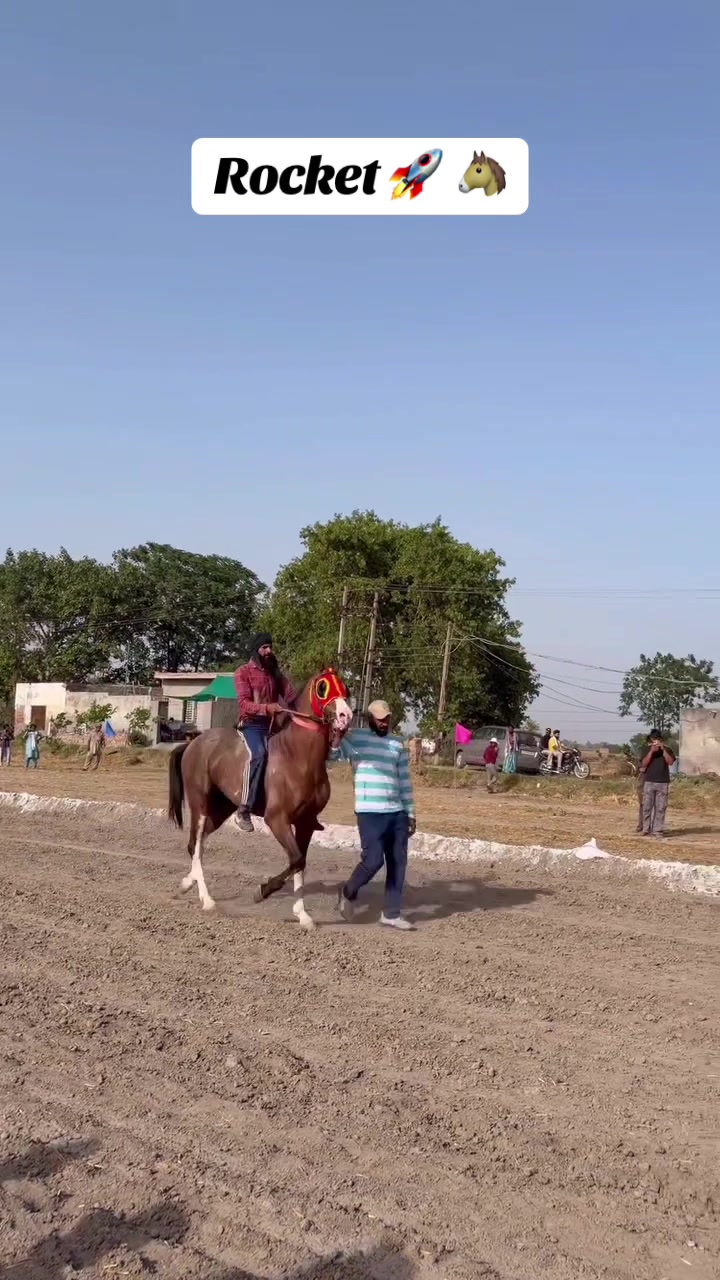 @🏇 MARWARI HORSE RACING 🏇