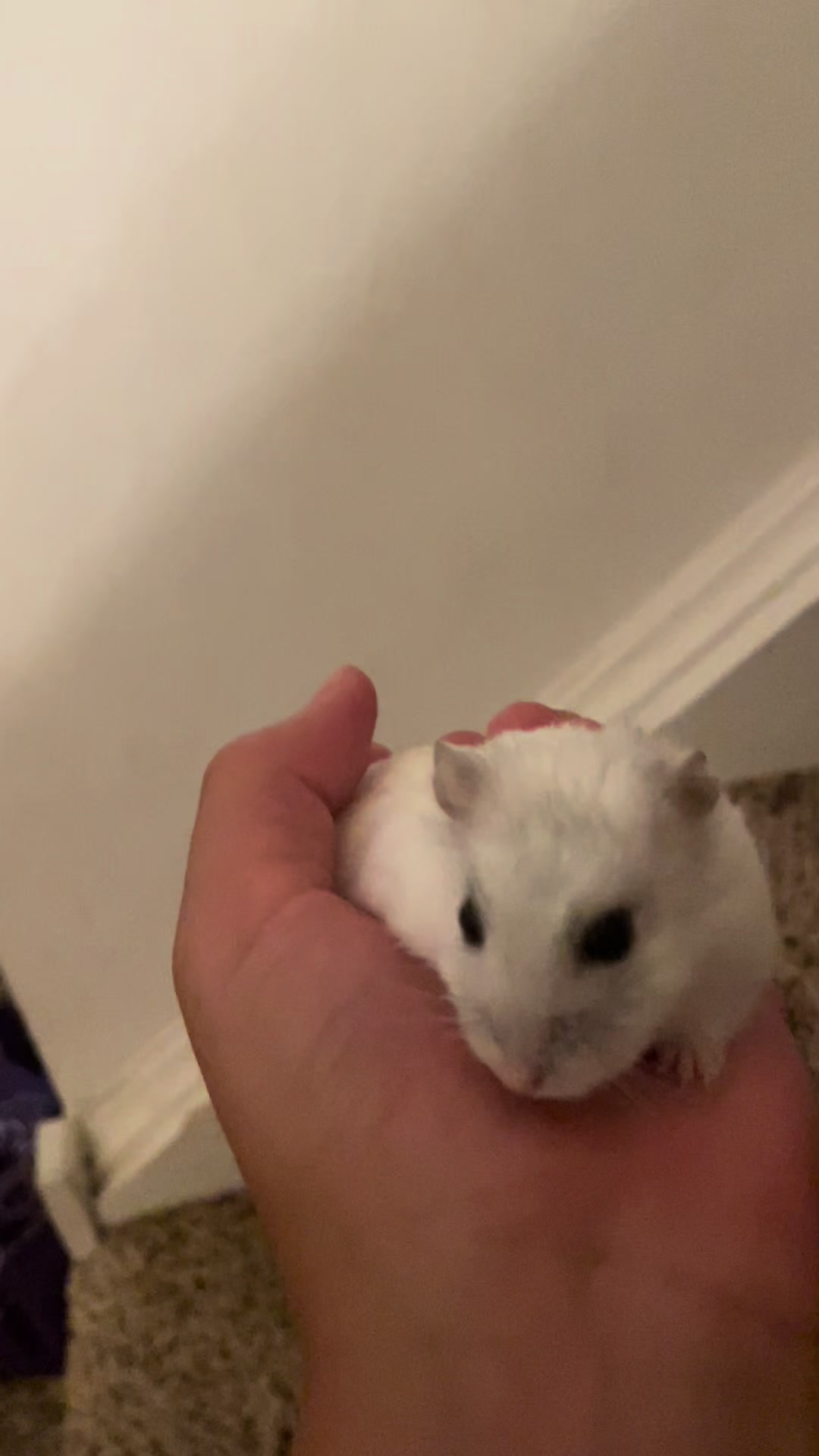 @MoChi&CoCo