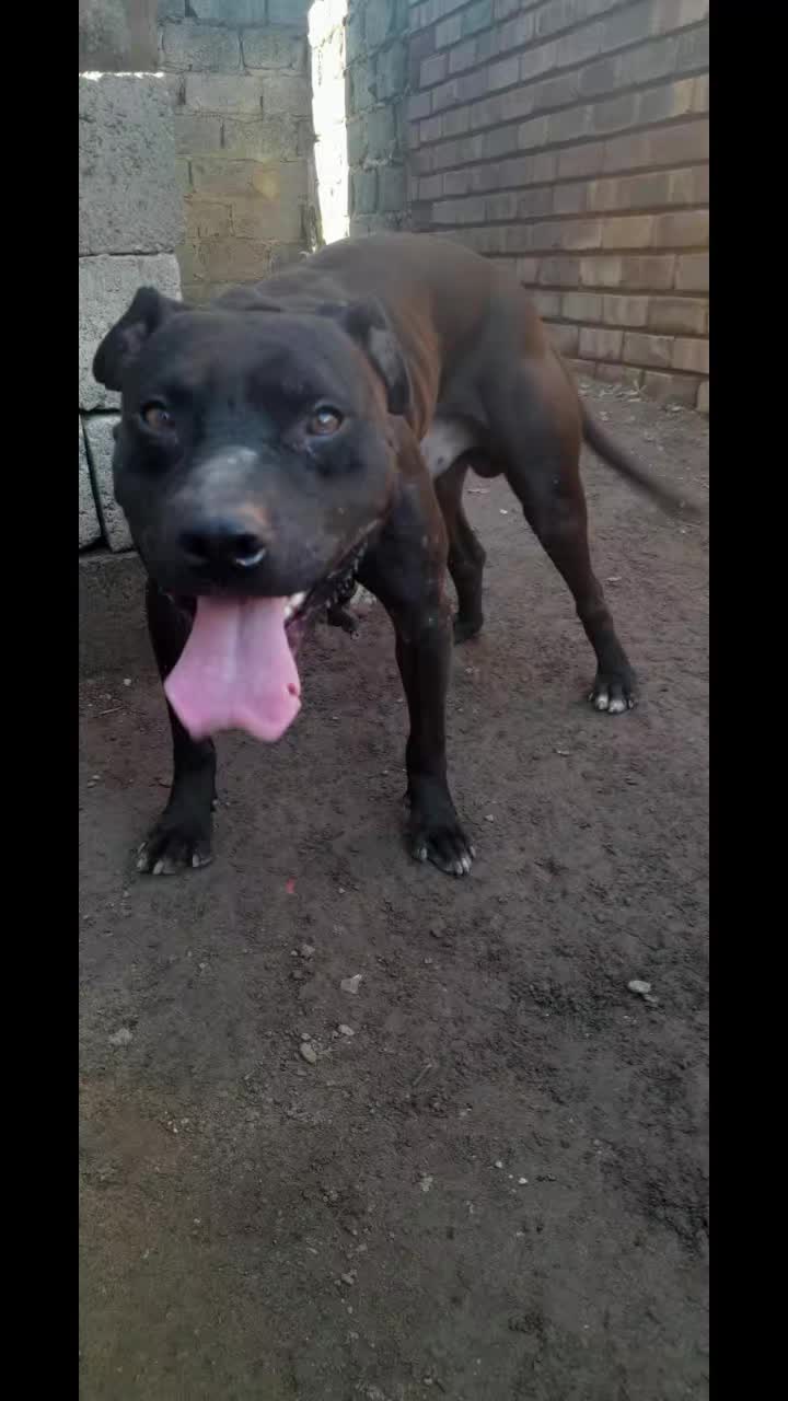 @SAAPBT_GAMEDOGS