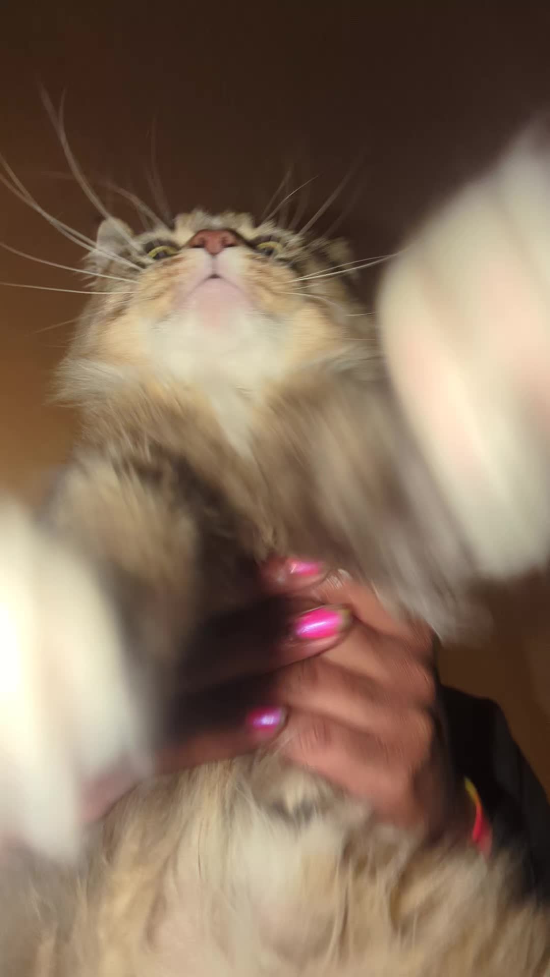 @Harry Styles the cat 😺😺