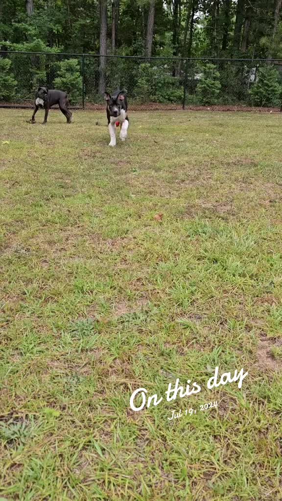 @Southern Shade Boerboels