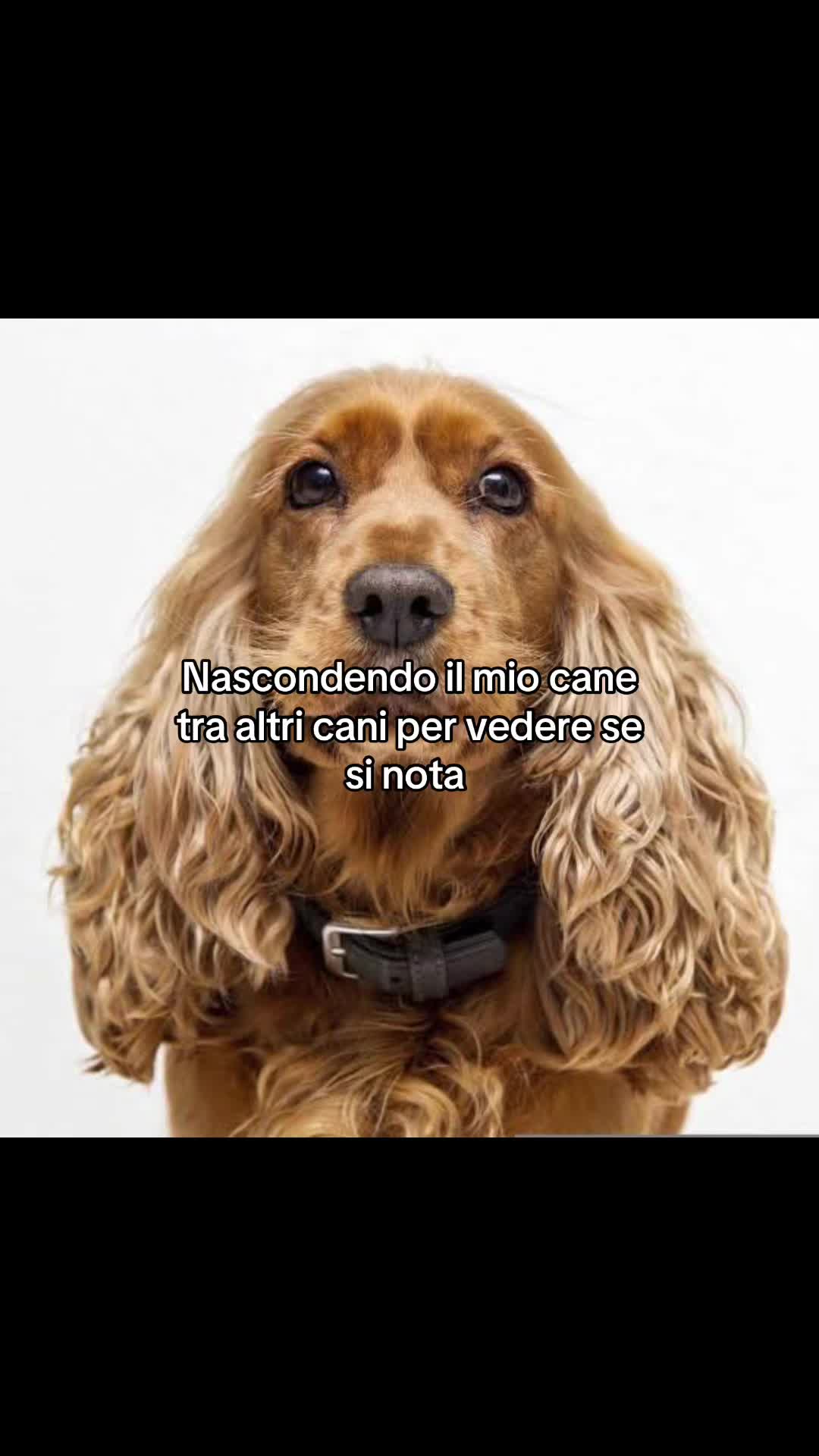 @iltiktoker_di_eldalandia