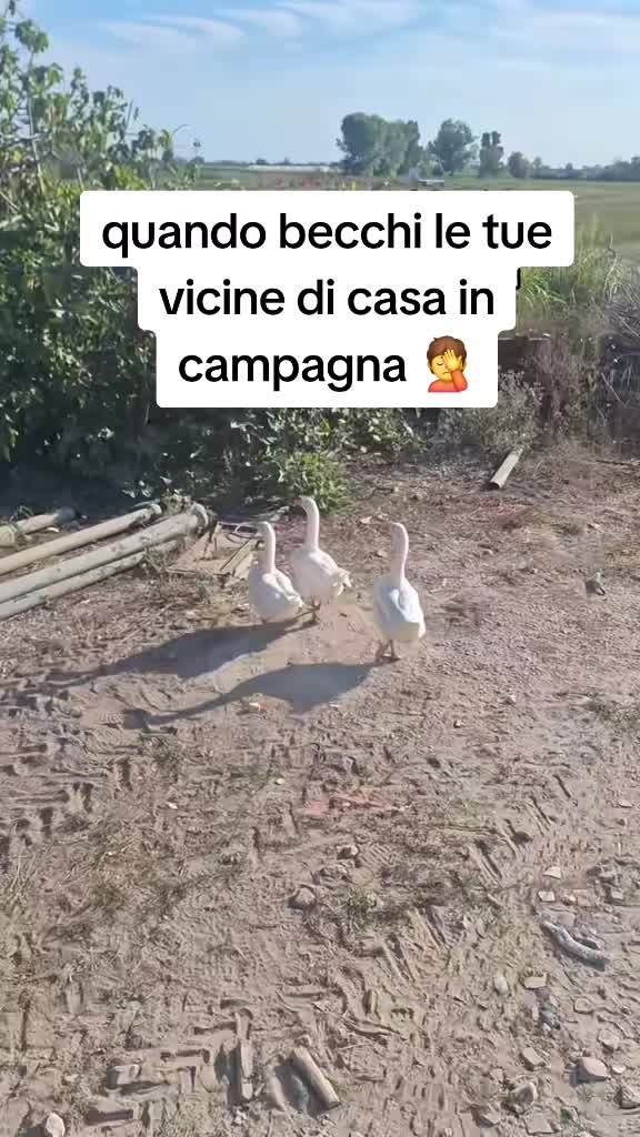 @carminecoppola3_