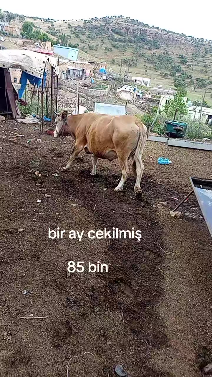@hebun zınar