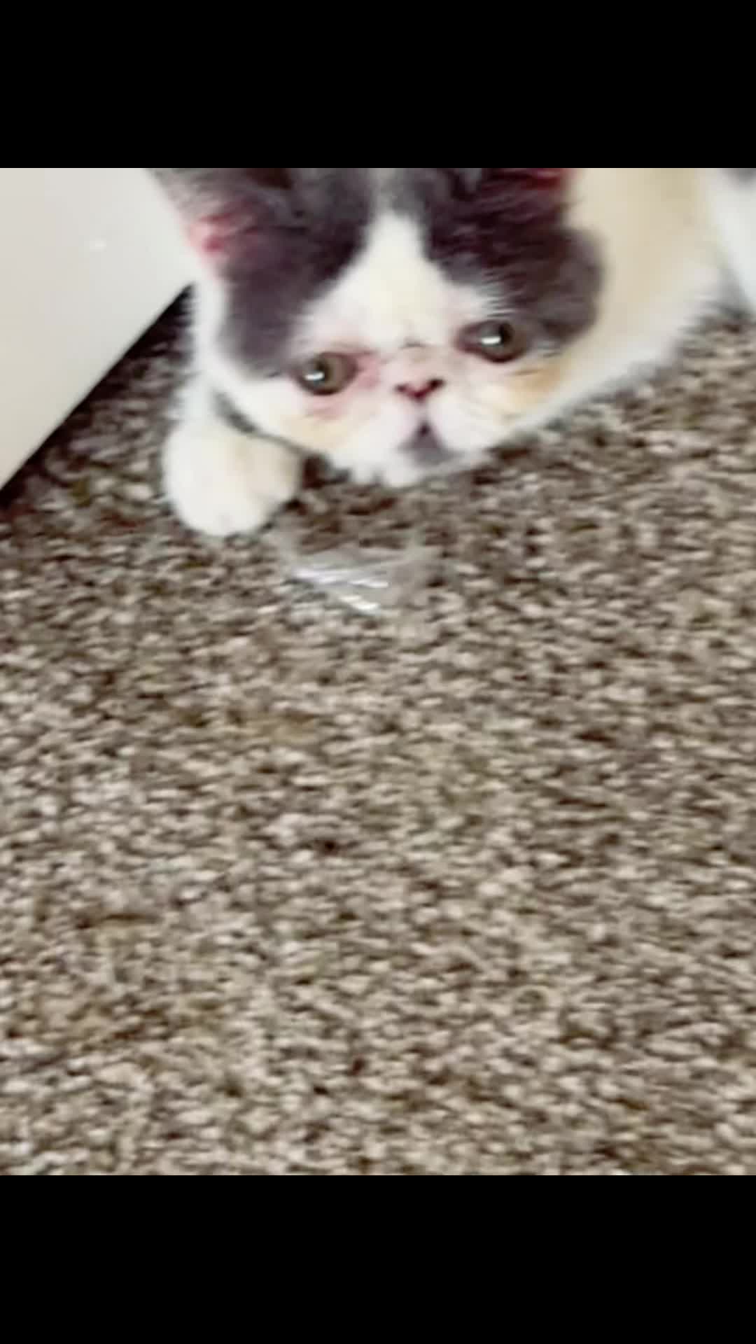 @PersianKitten