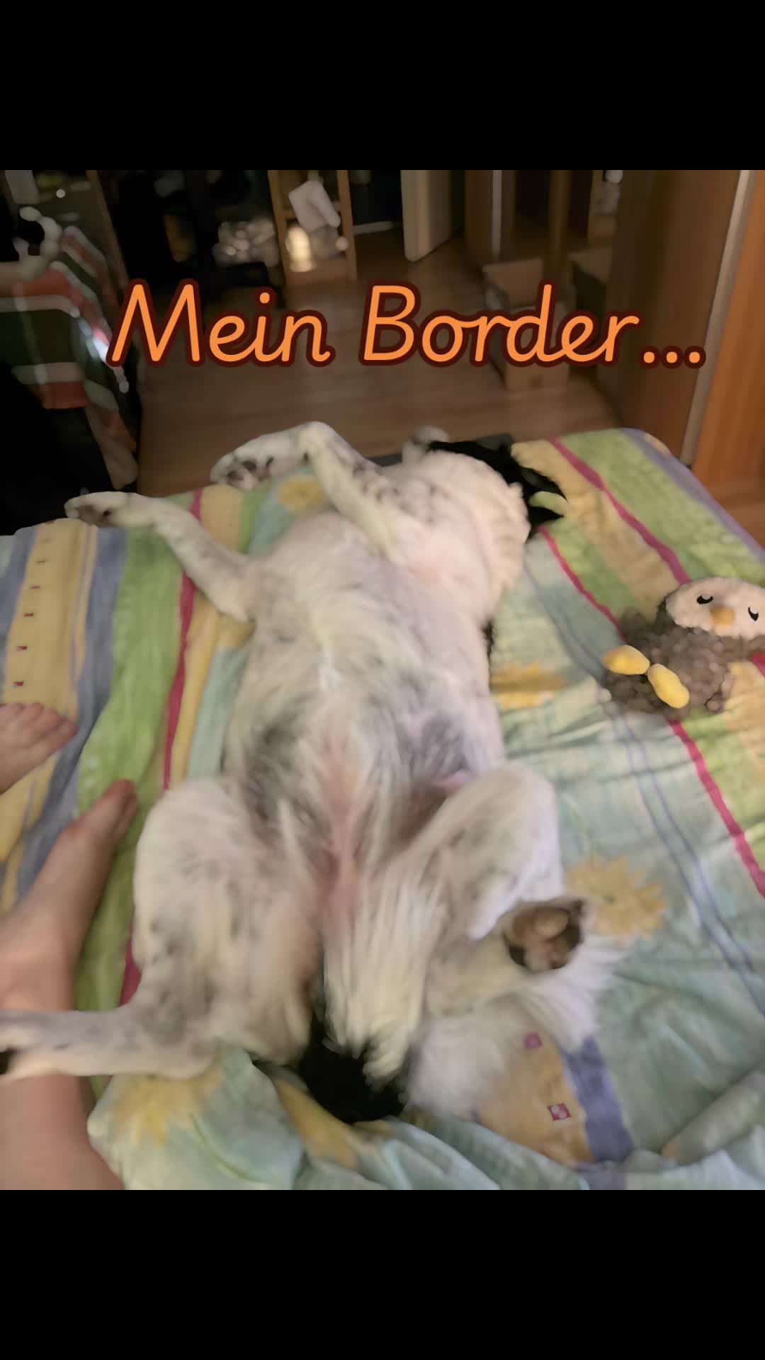 @PfotenwegeMitRoxy🐶