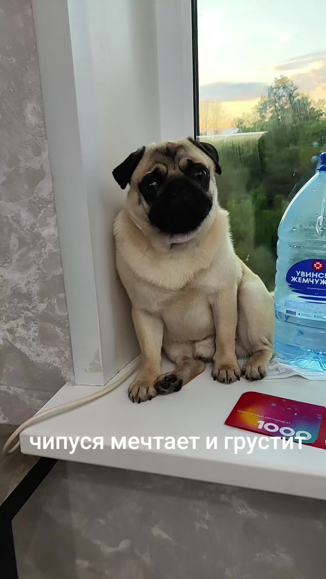 @ЧИПУНЕТСКИЙ👑