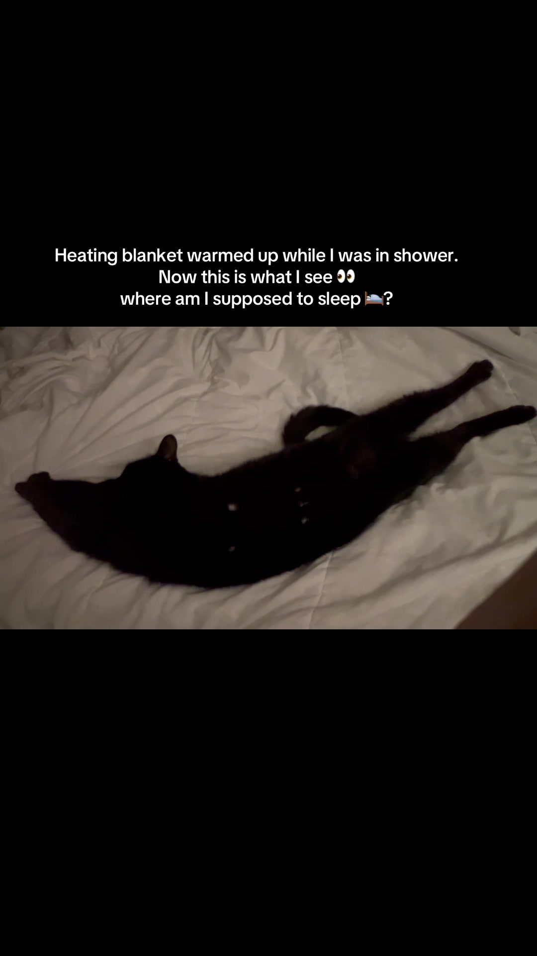 @Leslie 💅❤️🐕🐈⬛🐈🐈⬛🐈🐈🦜