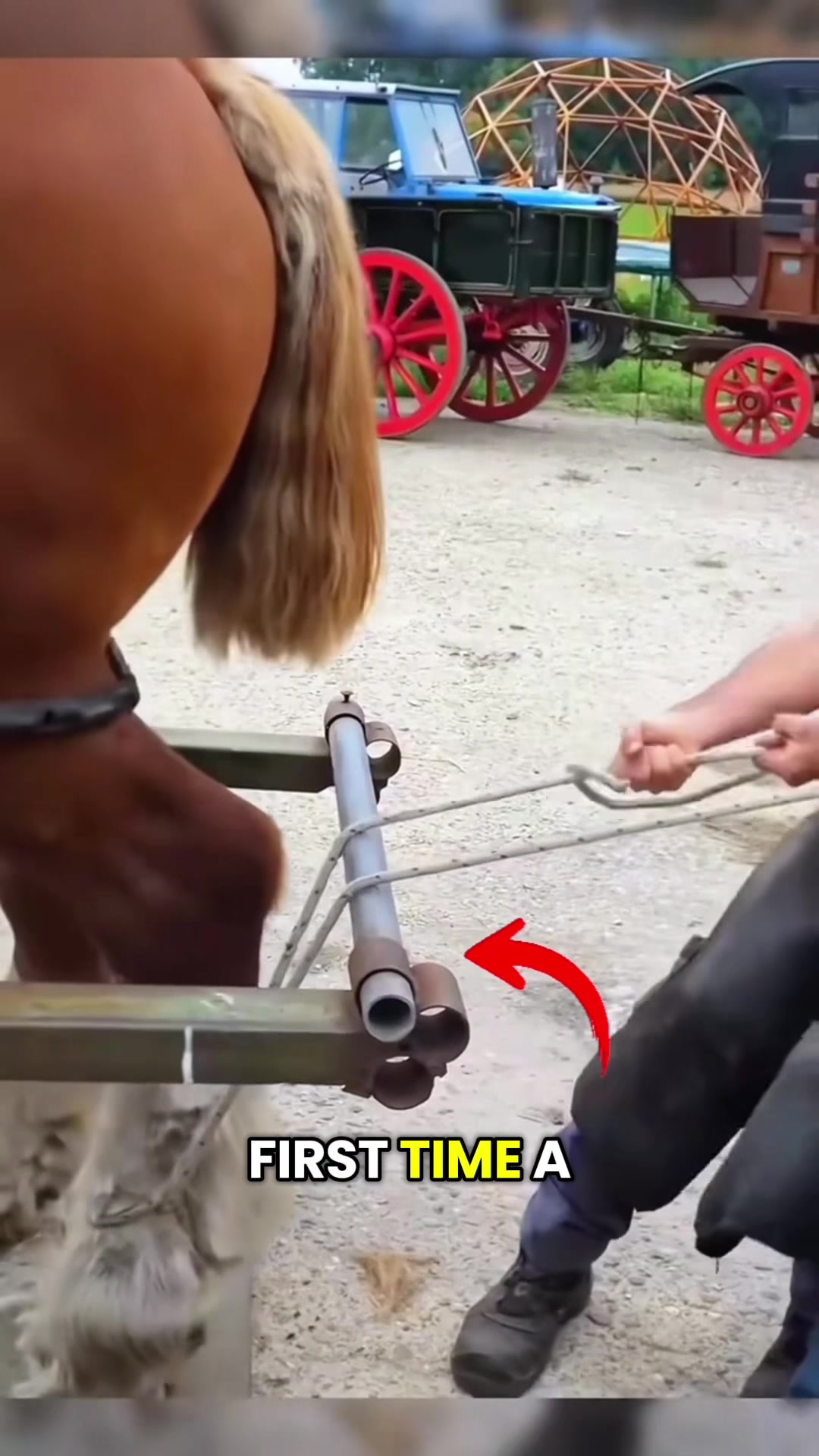 @HorseMaster