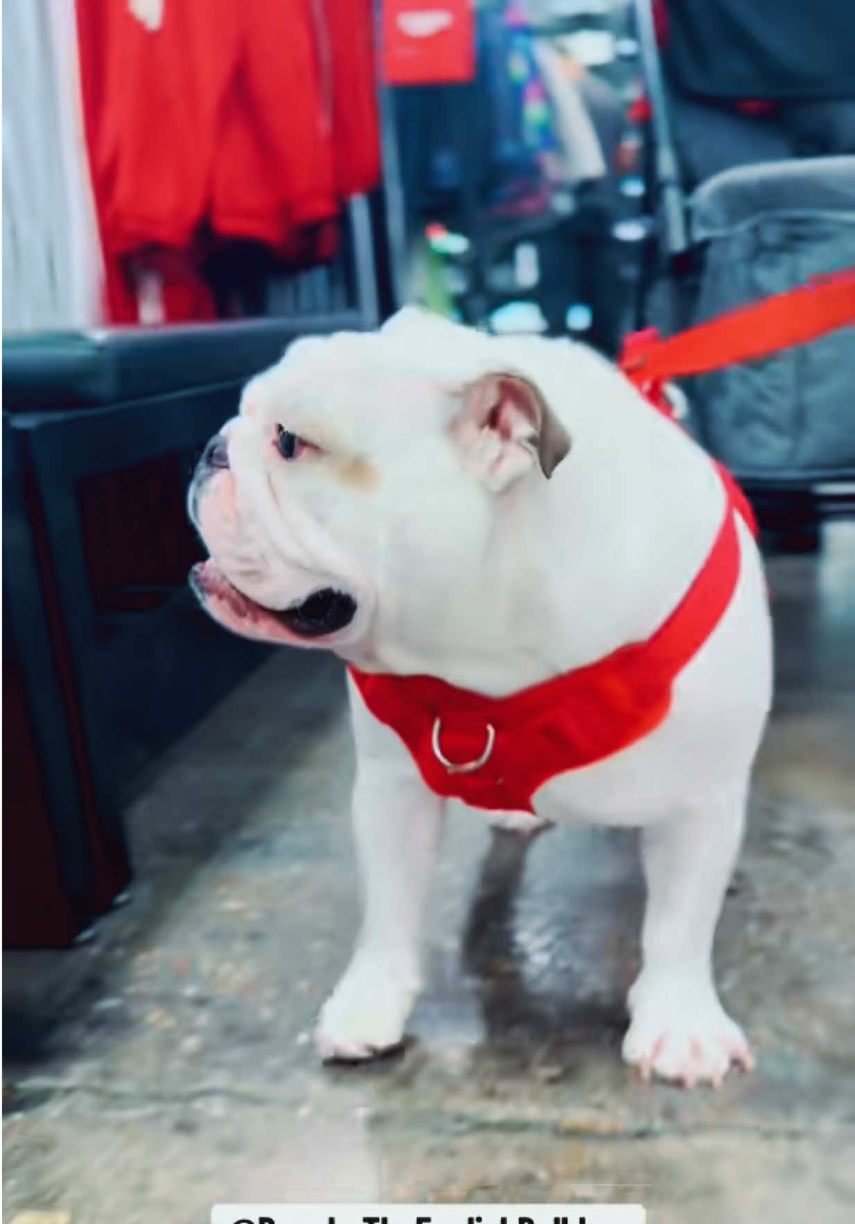 @PanchoTheEnglishBulldog