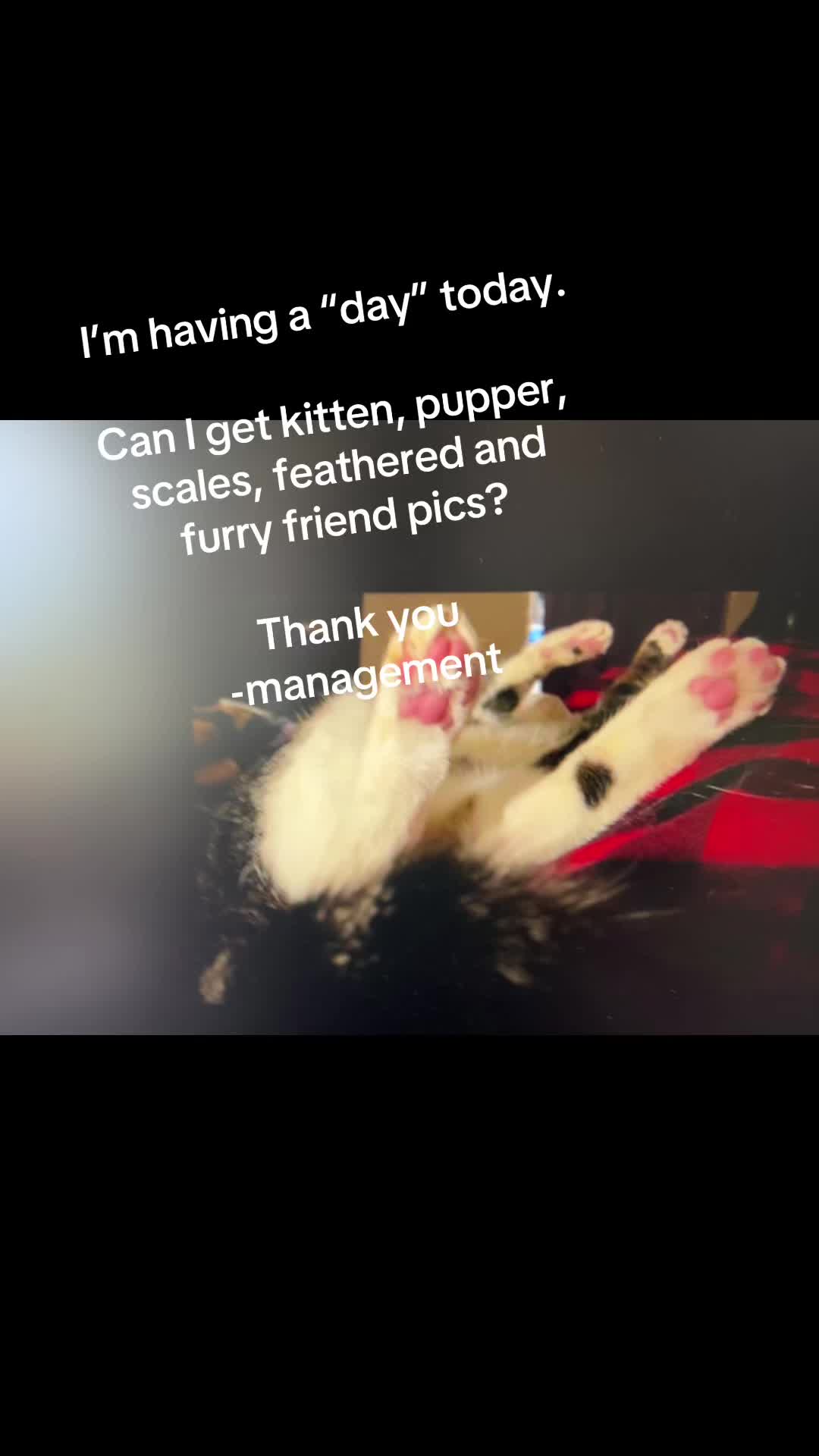 @steenercatmom