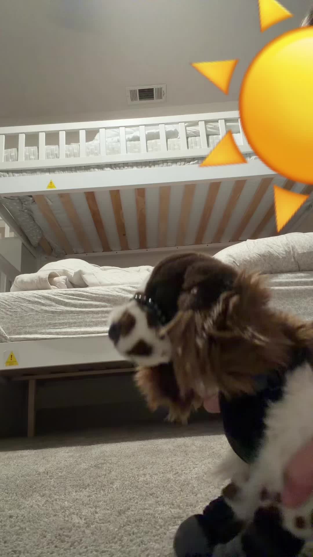@pupplace