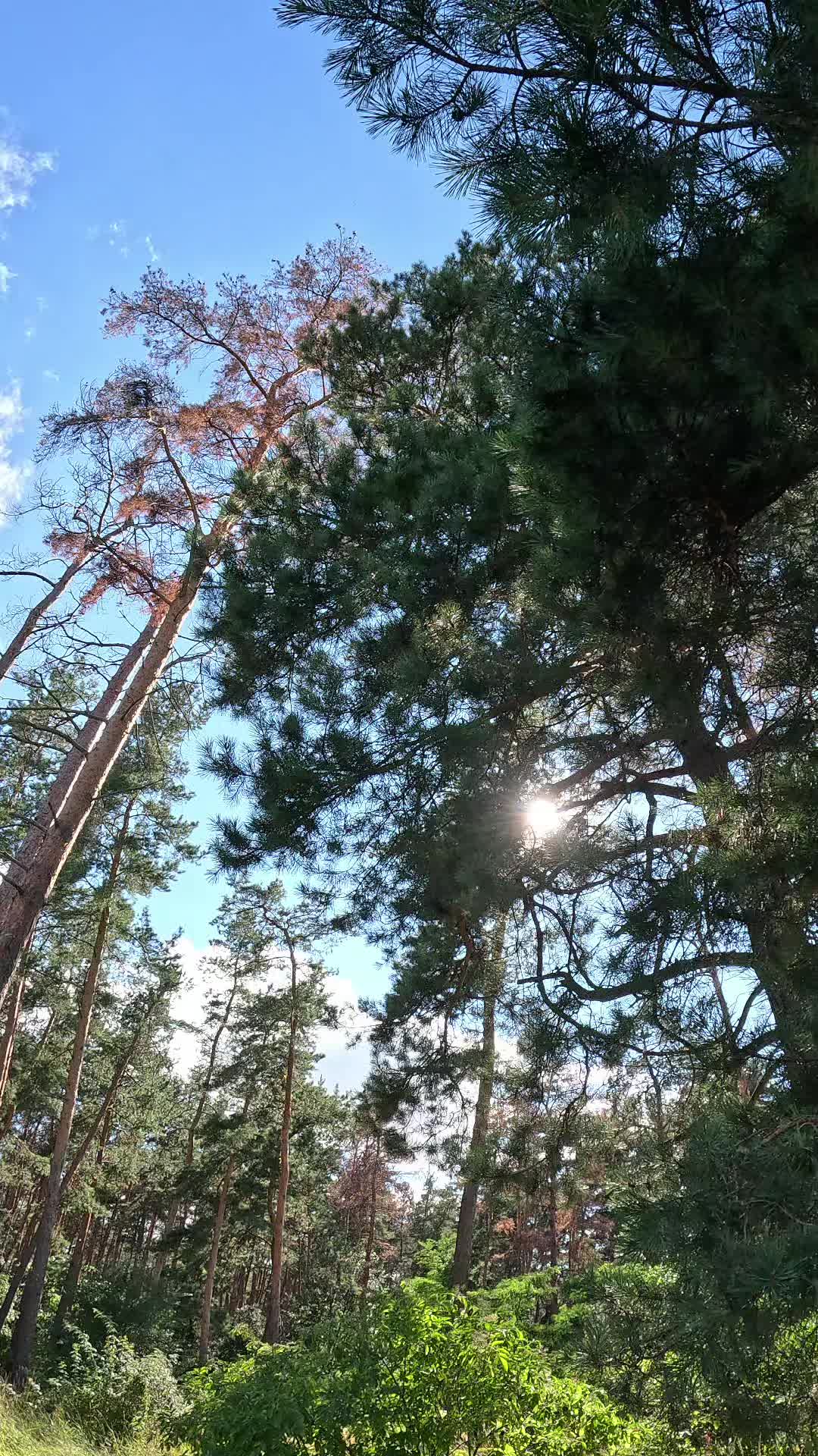 @bezrodnayaaalla