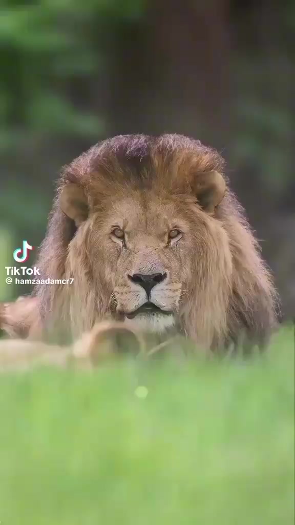 @محمد خلف