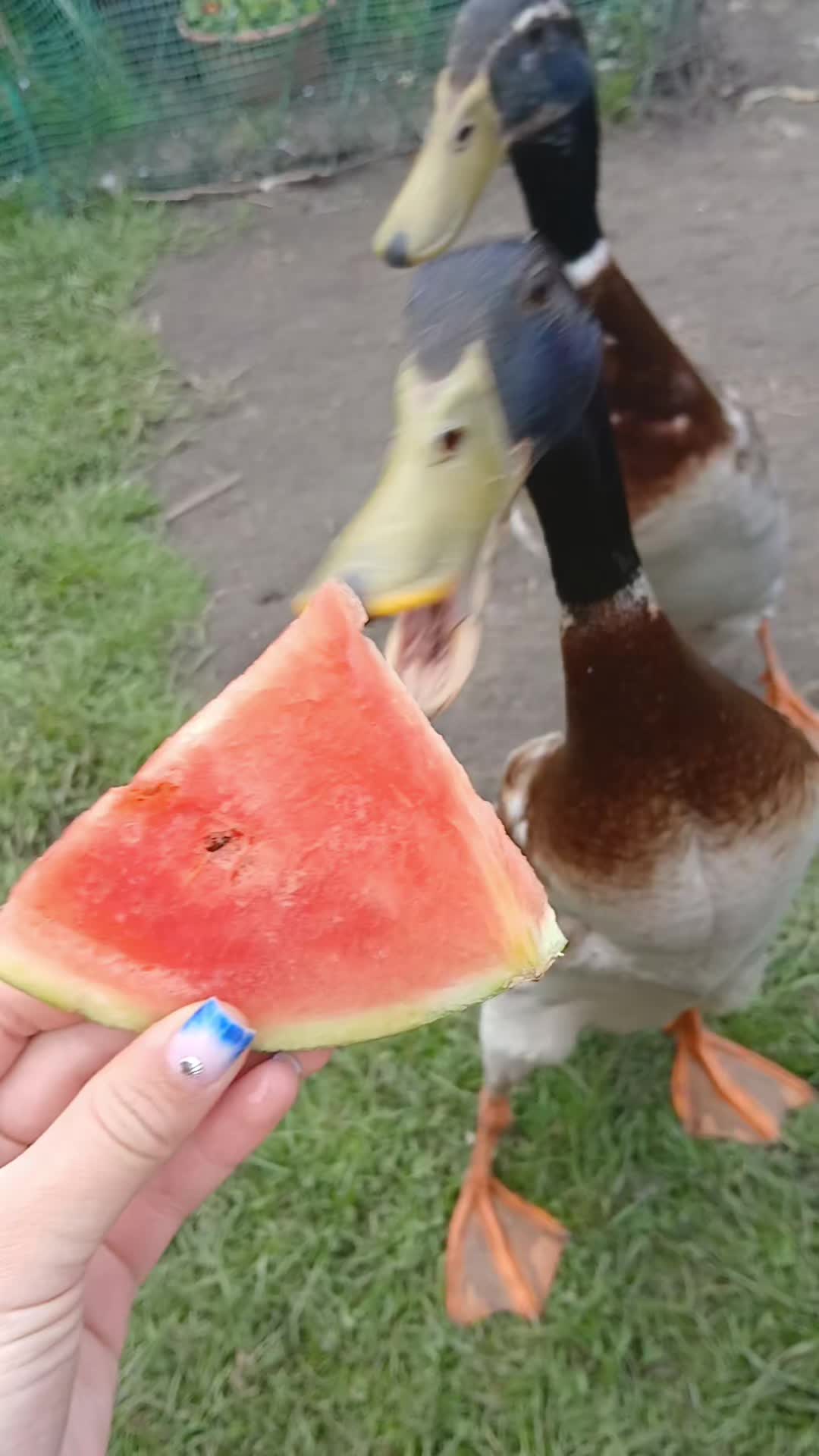 @Kaczogród u Milki🦆🦆🦆🦆