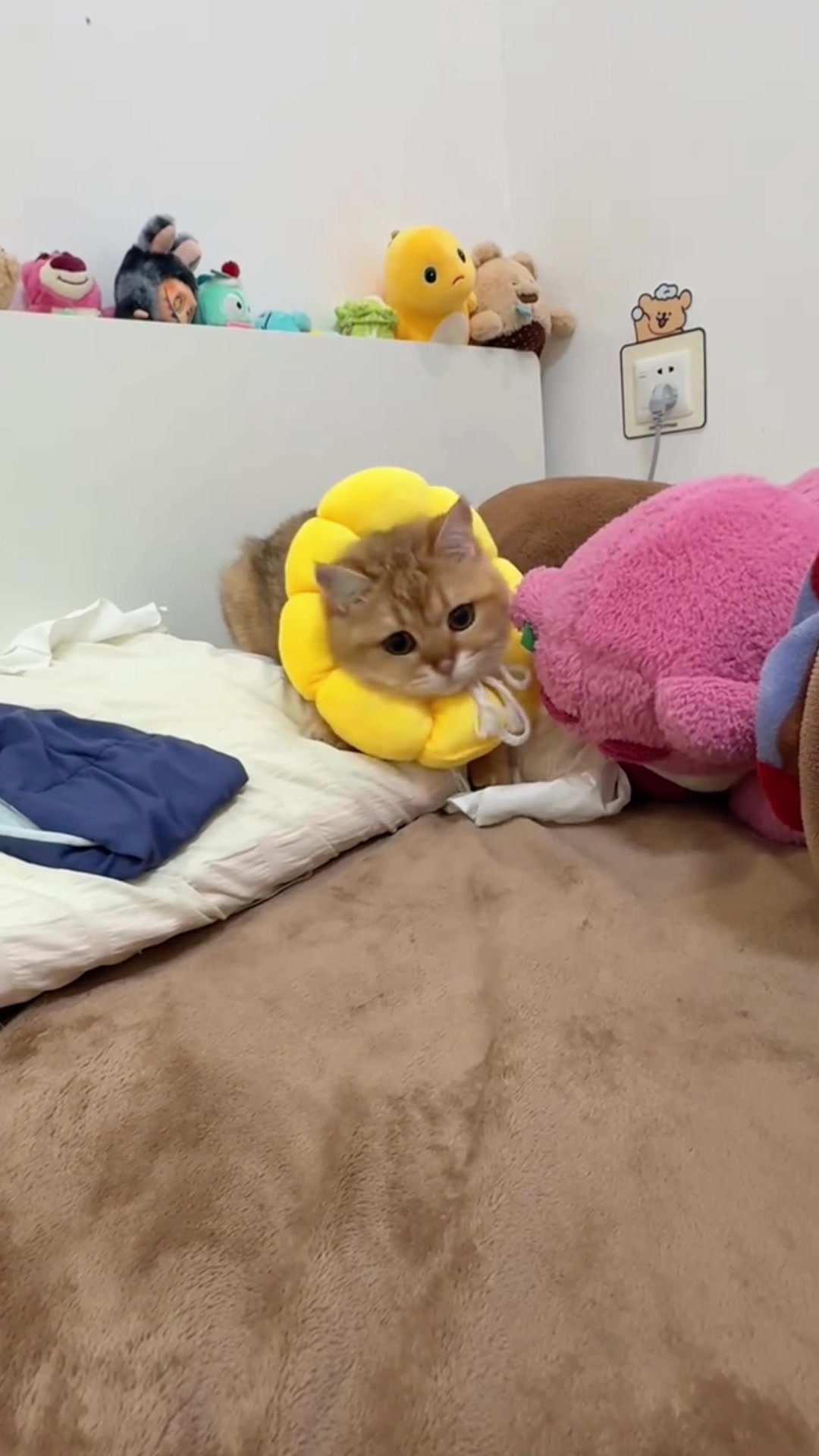 @cutekitten37