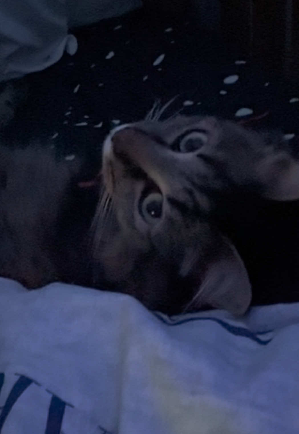 @RoxySnowballCatDrama