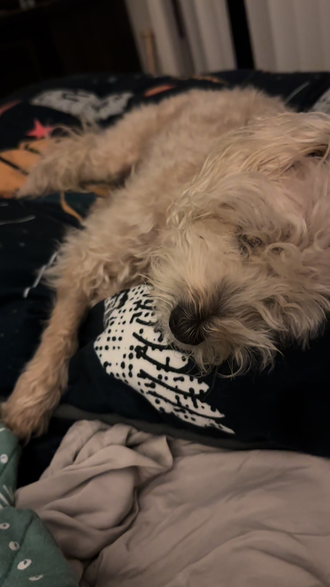 @He Was A PoodleBoi