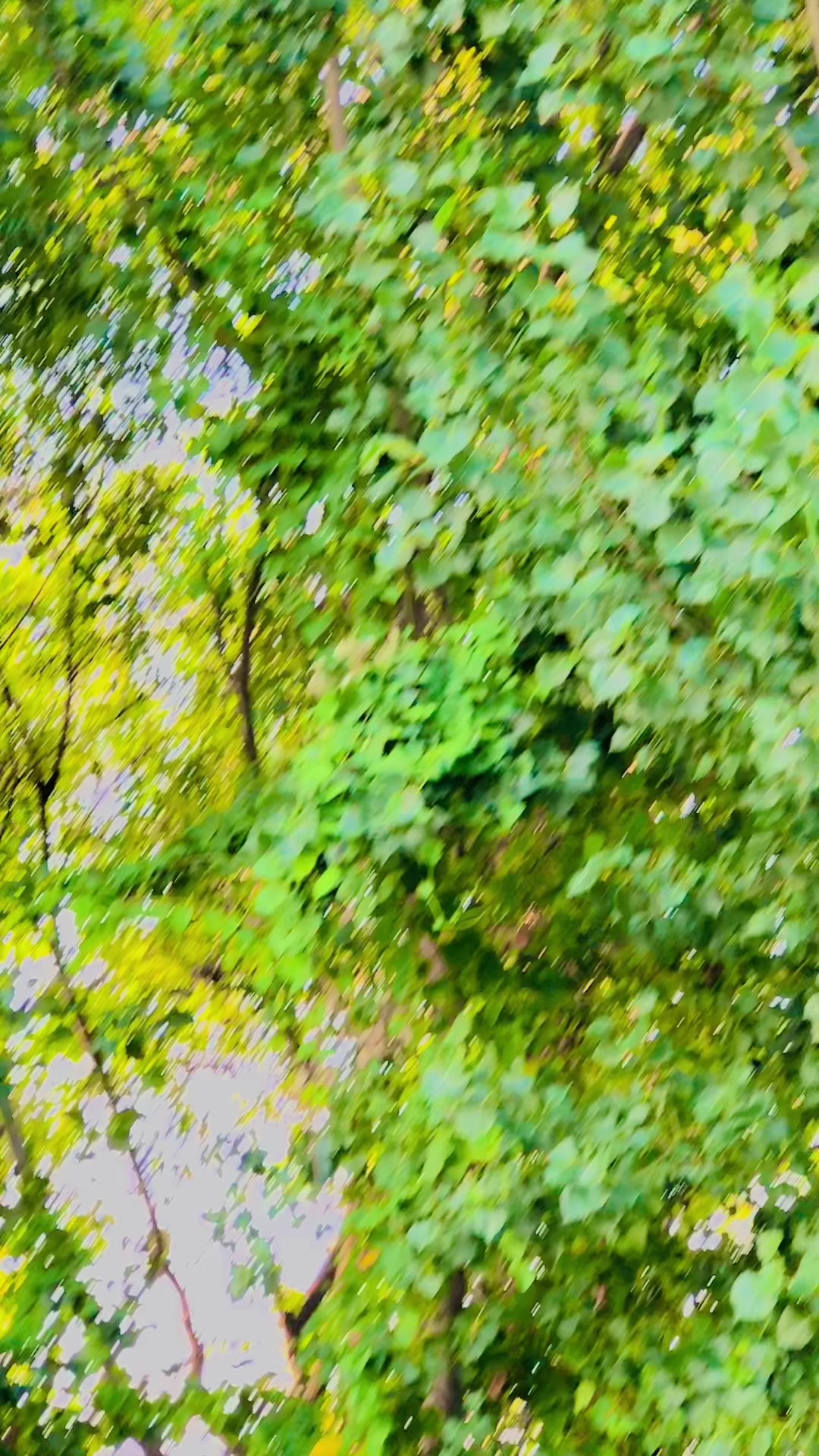@* 🦅 S&acirc;&Icirc;d  &Aring;&ntilde;W&acirc;ر 🦅*