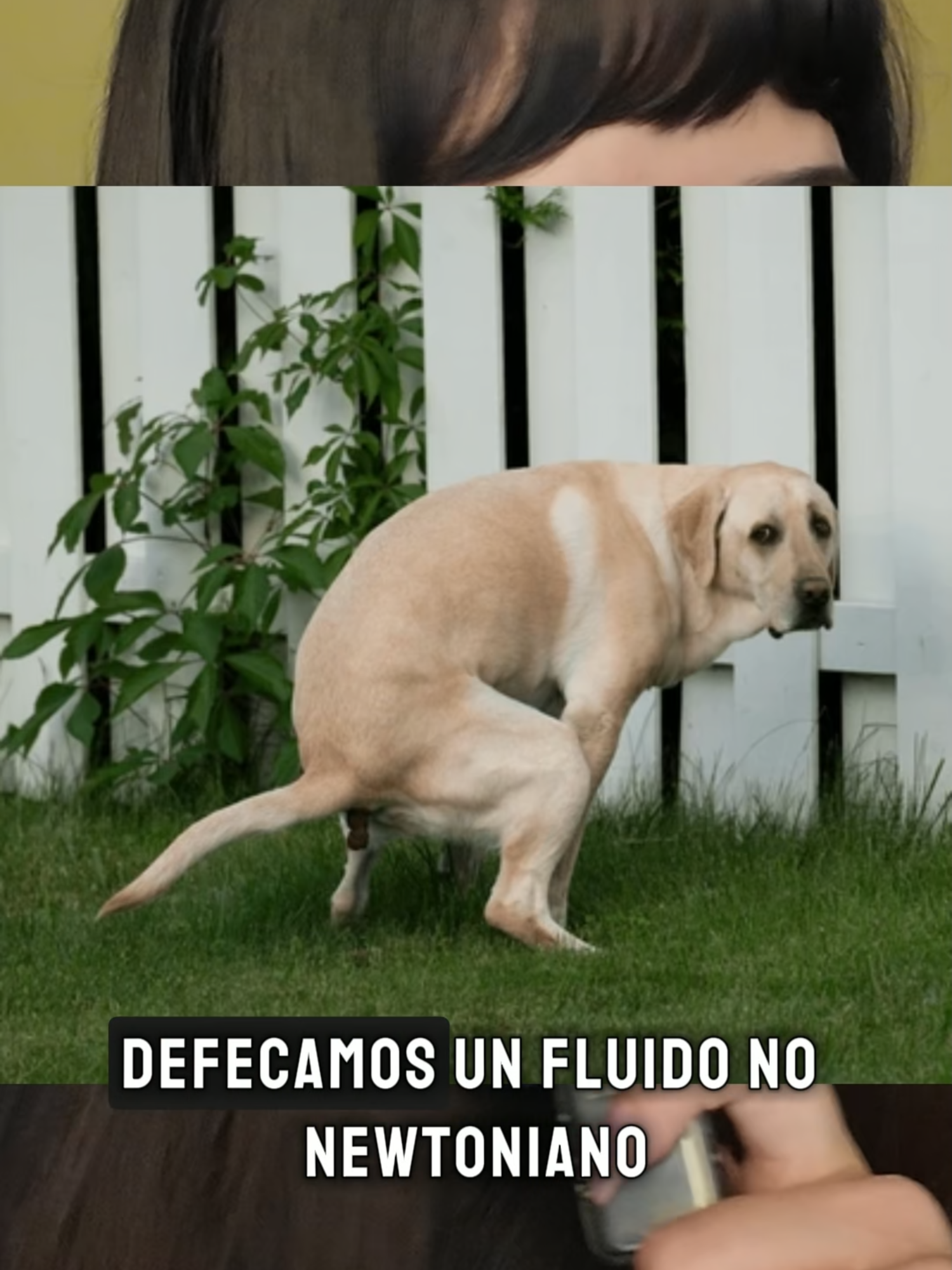 @polilinker