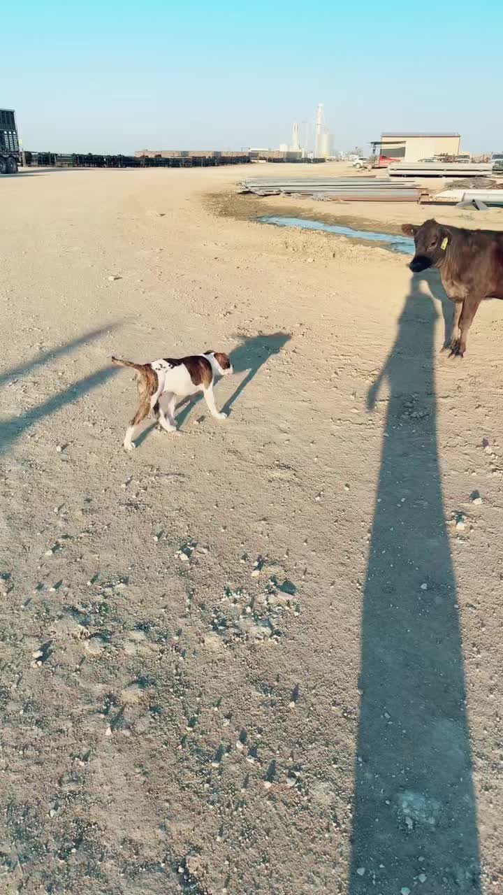 @Spike.311