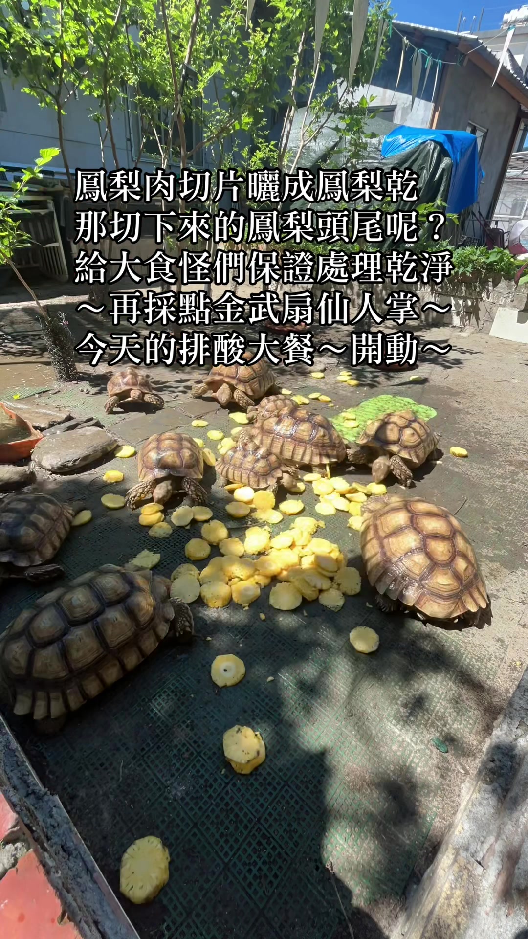 @琰 𝓛𝓸𝓷𝓰來了🐉〽️蘇卡達sulcata陸龜