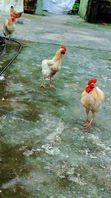 @janaki s