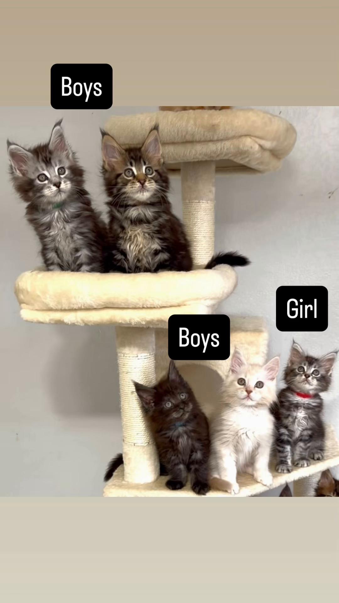 @Maine coon kittens