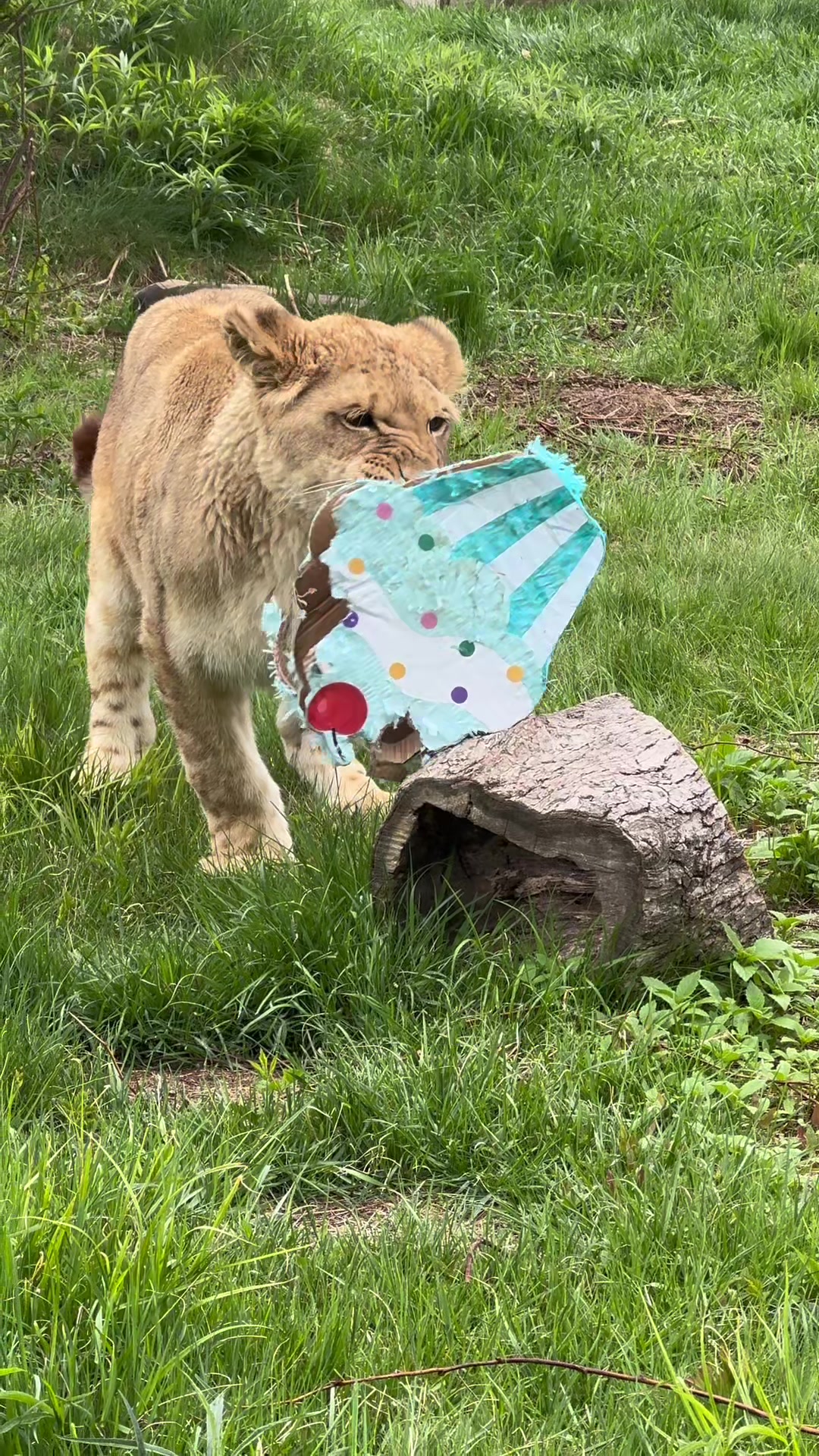 @The Wildcat Sanctuary
