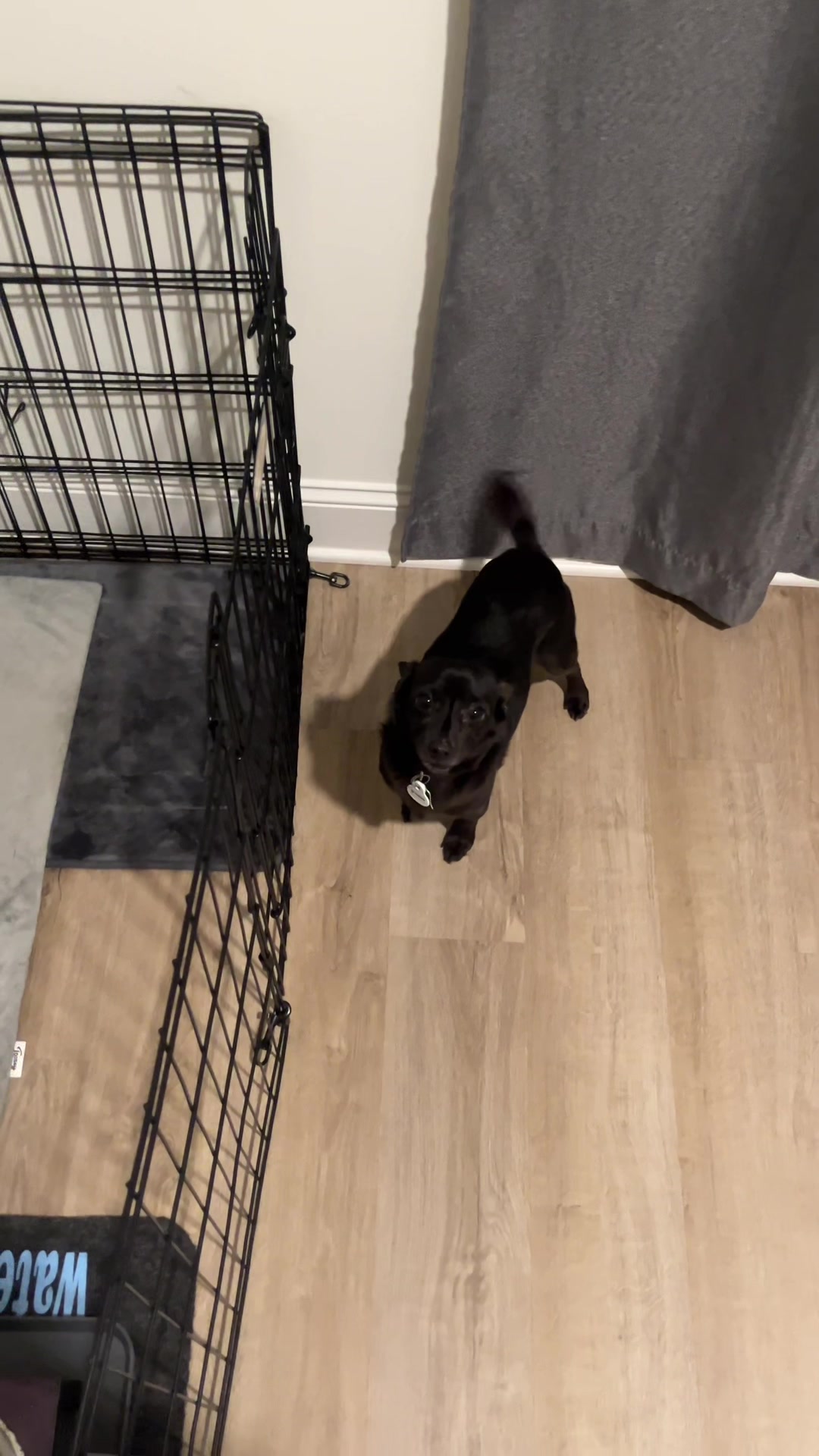 @Blackjack_Chihuahua