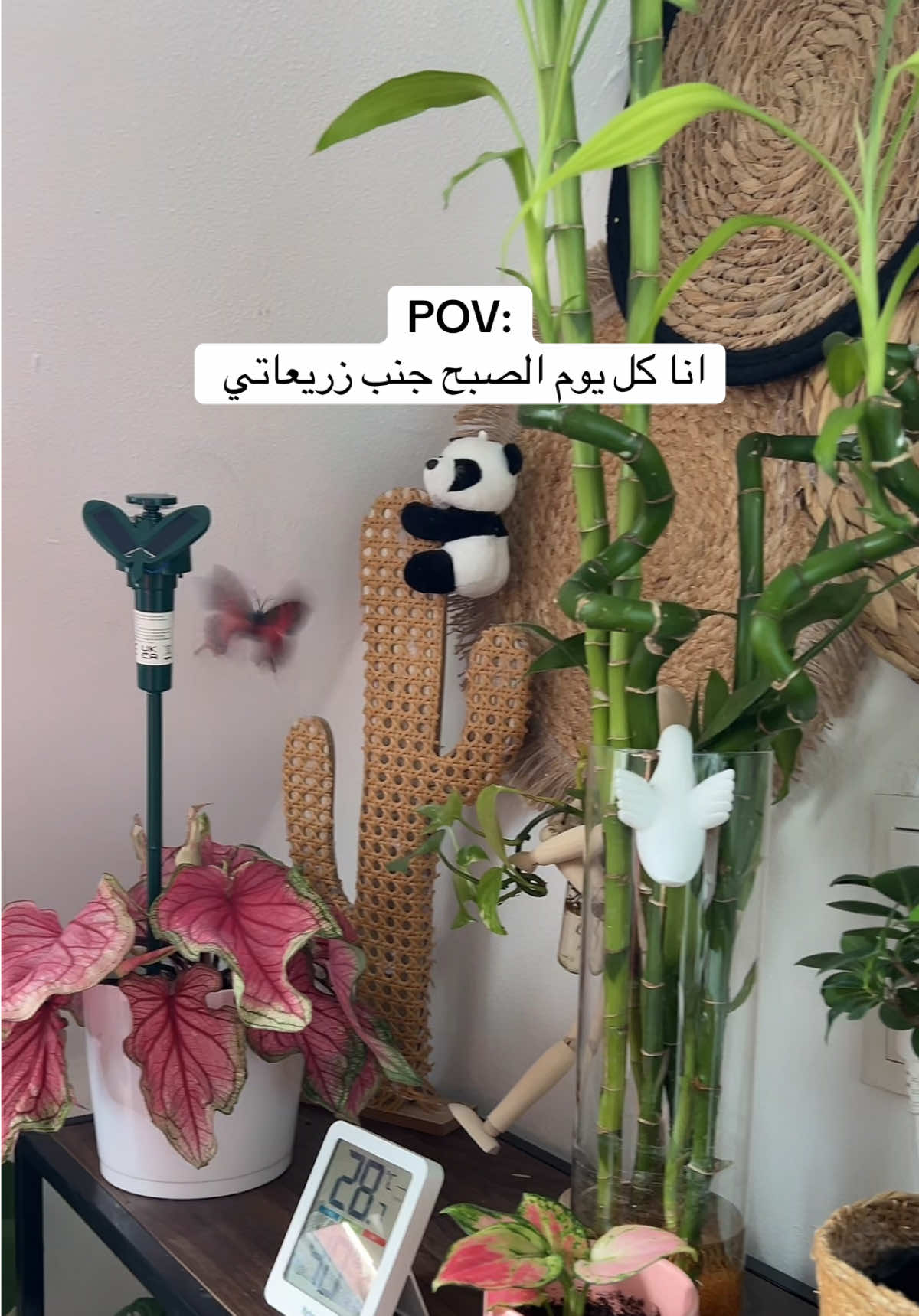 @|١٤١٤ه الَبتُــــــــــولْ