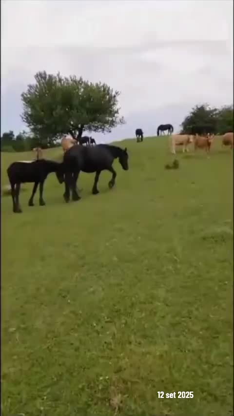 @DIFESA RANCH💥🐴🐴