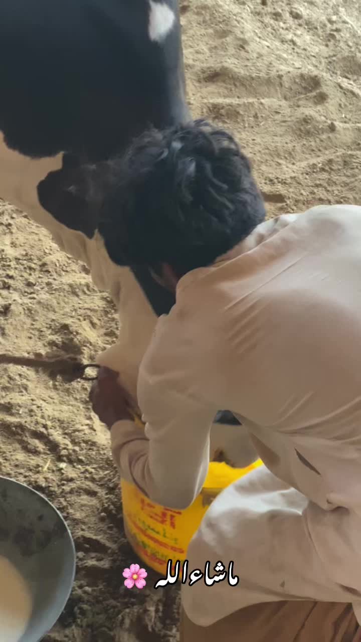 @Mandi Wali Sarkar 2.0