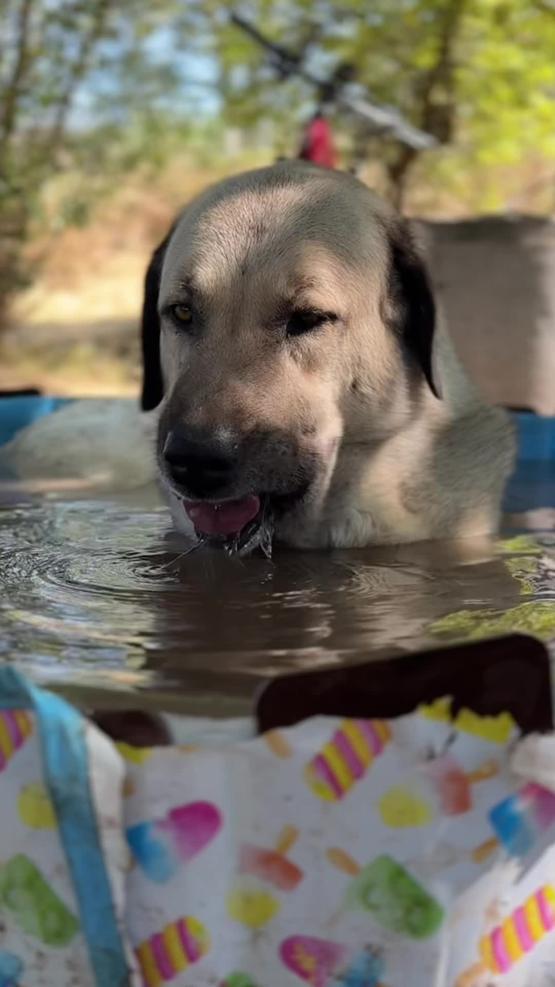 @Purekangal