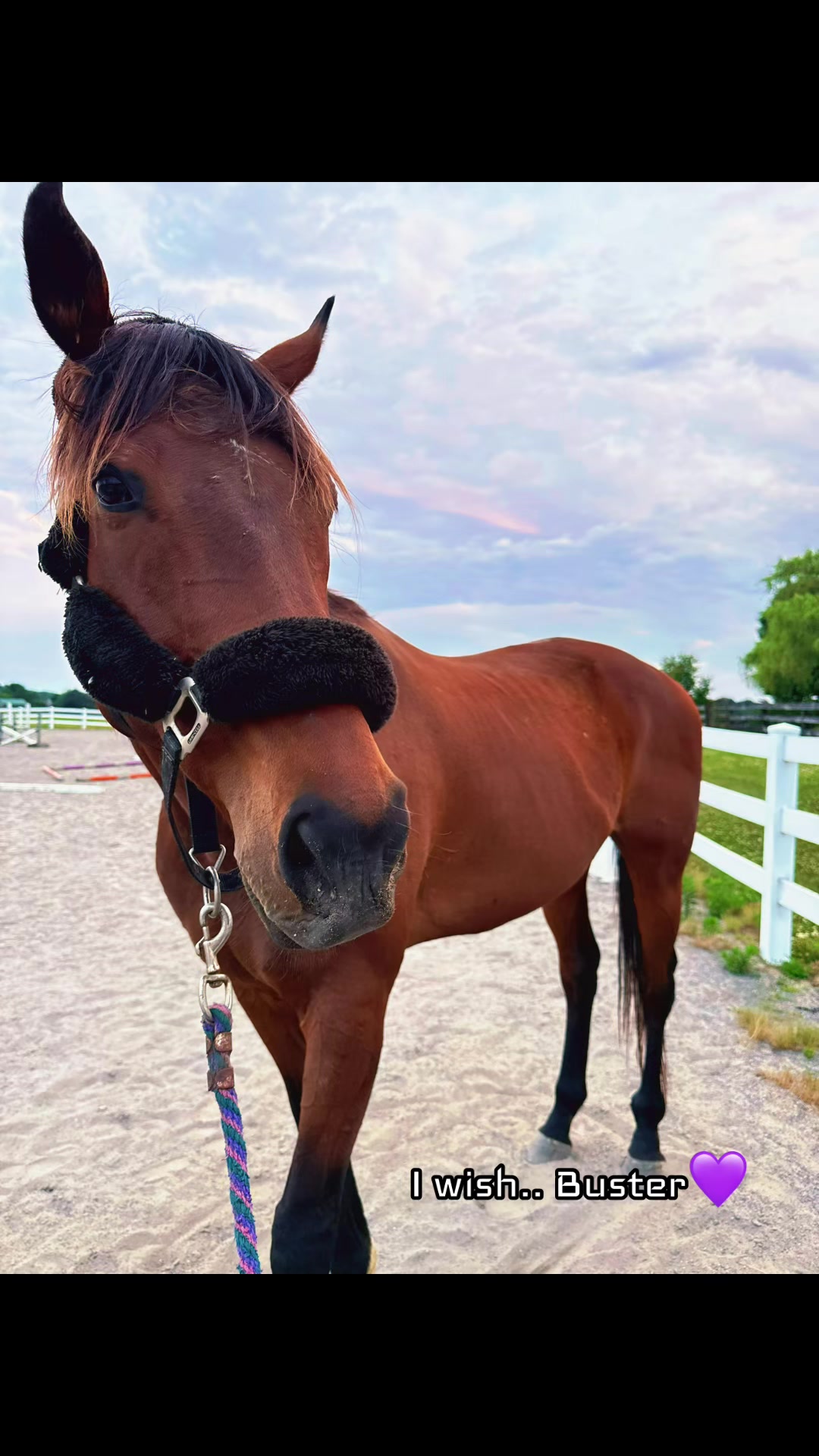 @Danigurl🦮🏇🌅🏳️&zwj;🌈