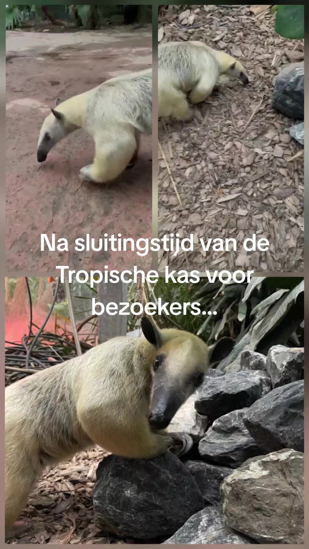 @Dierenpark Hoenderdaell