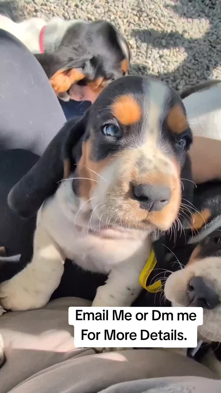 @Home Of All Basset Hound Pups