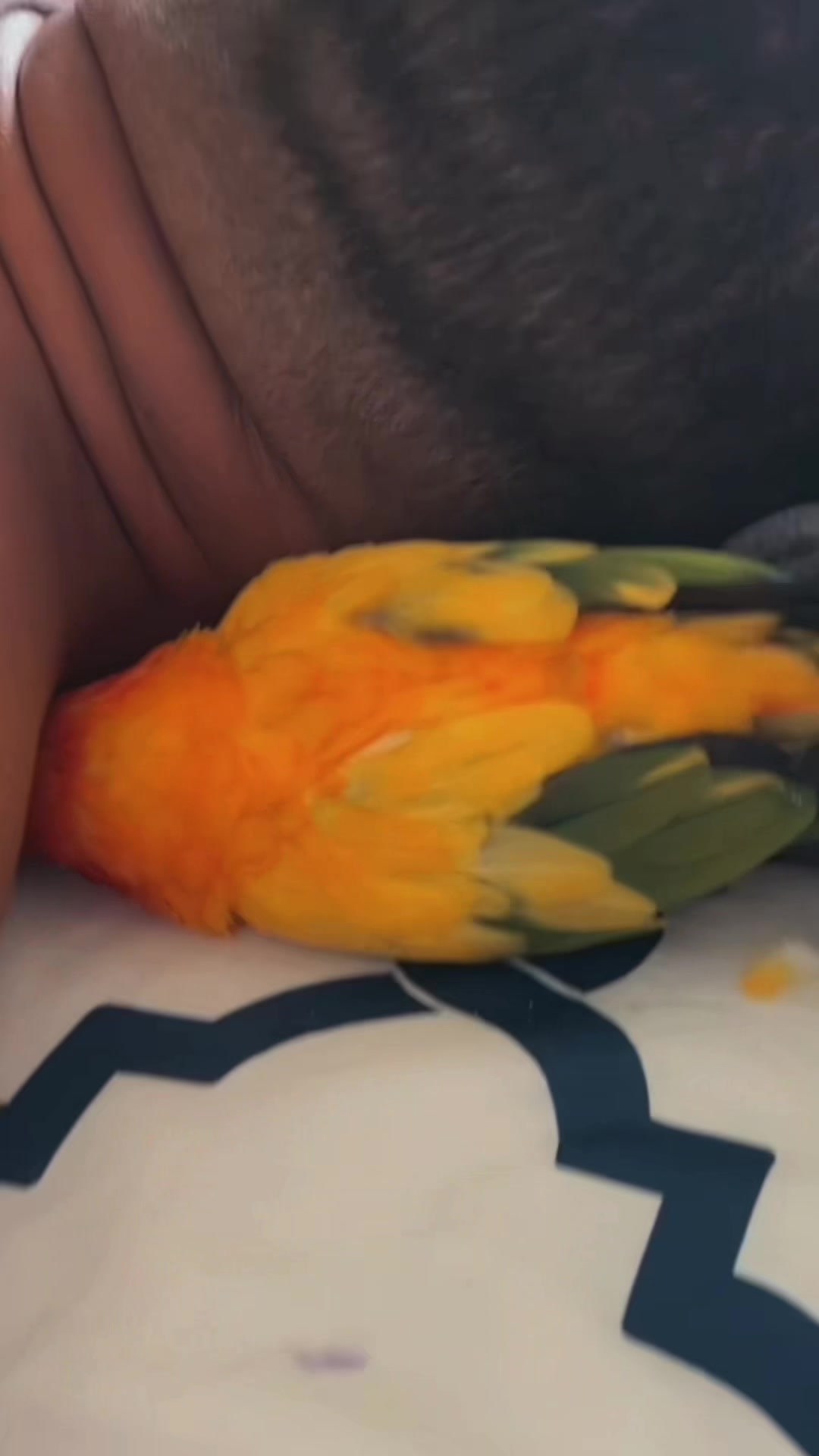 @Suncheepo🦜