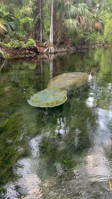 @BradTheOriginalManateeMafia