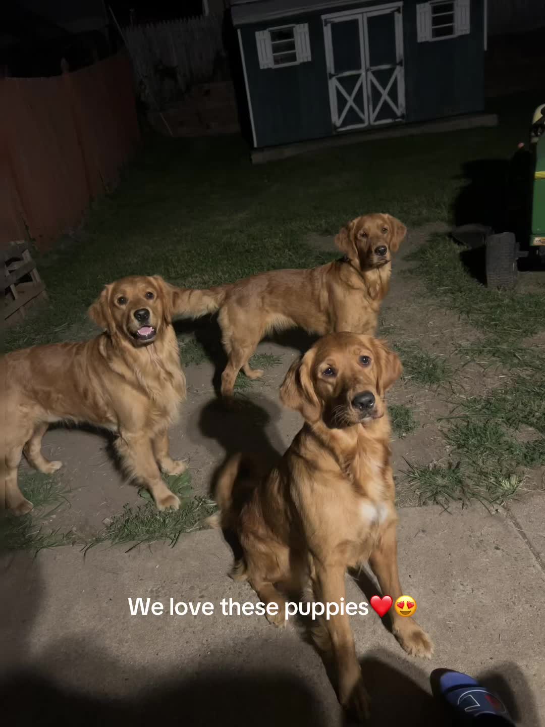 @Los golden Retriever