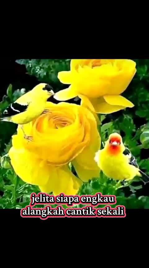 @alimuhsin74