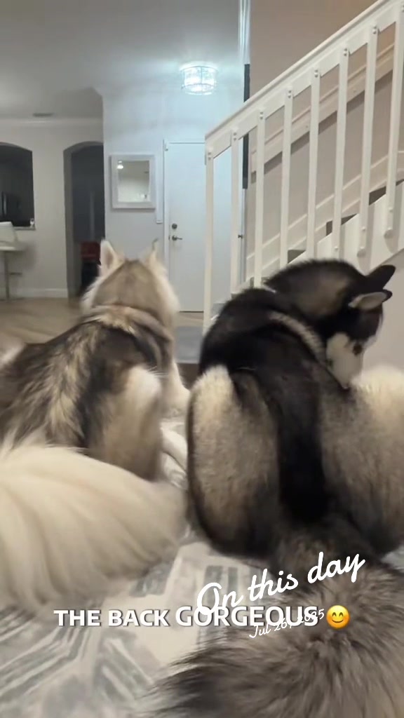 @lifewith2huskies