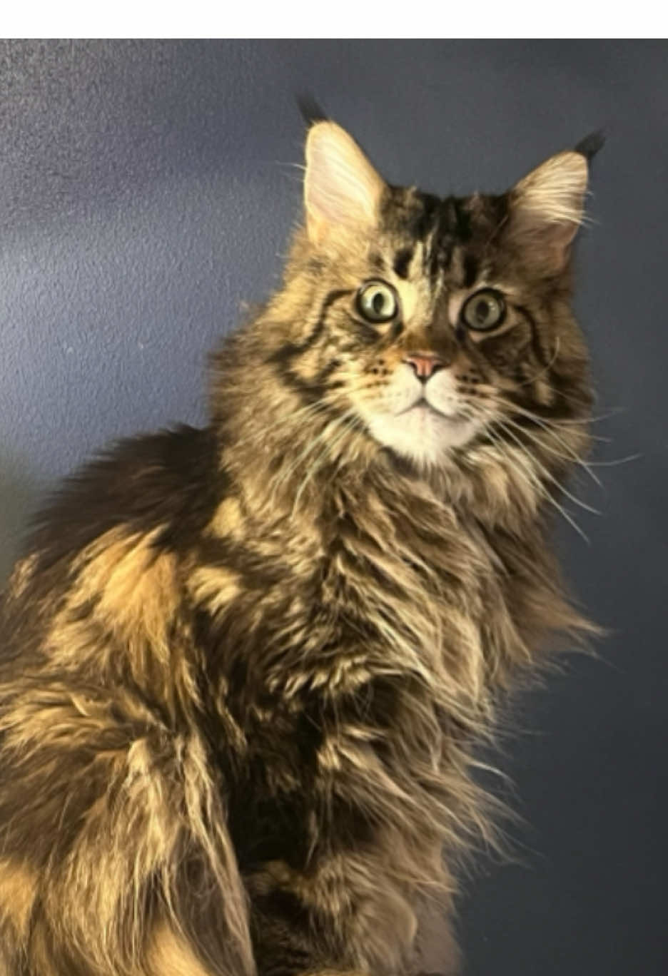 @Grapes the Maine Coon