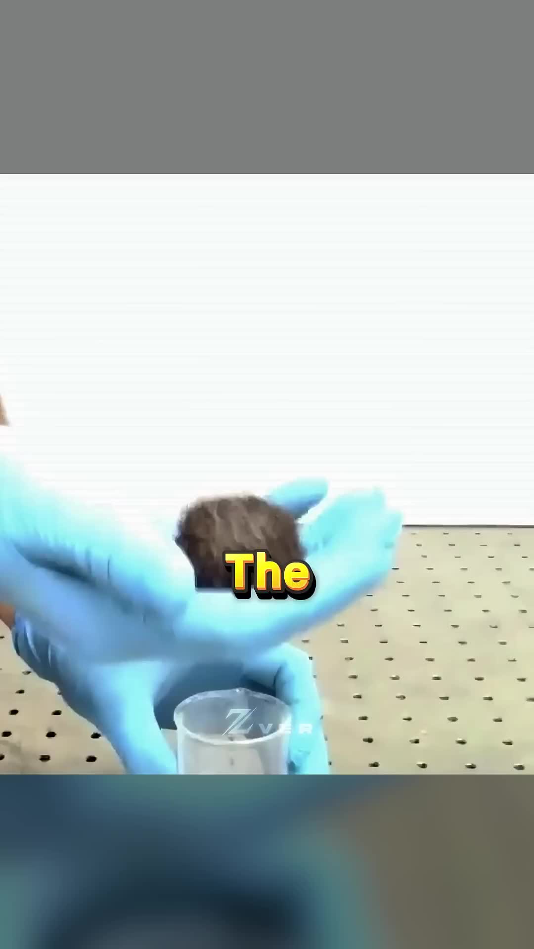 @ZvEr✓