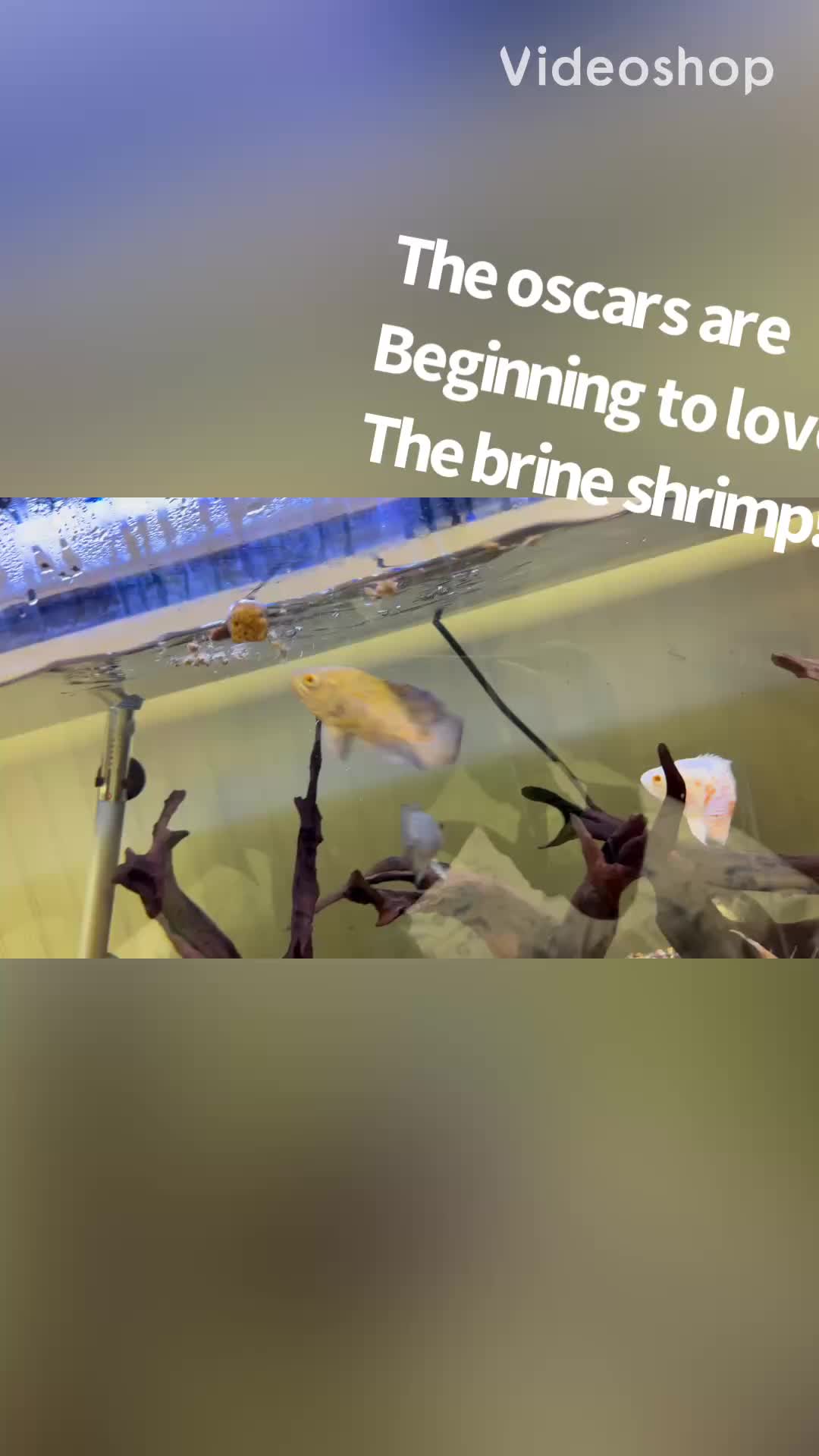 @fishdaddy2002