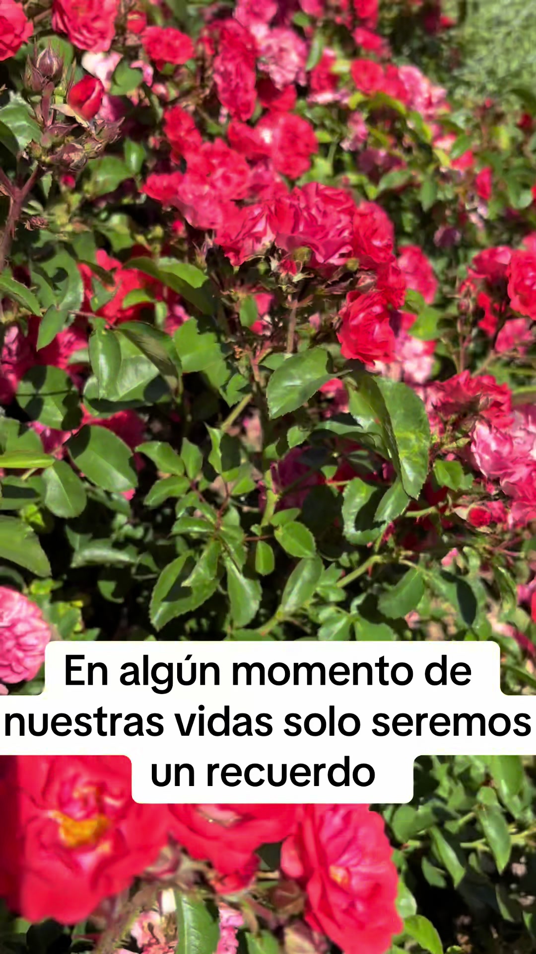 @Jesus olivera