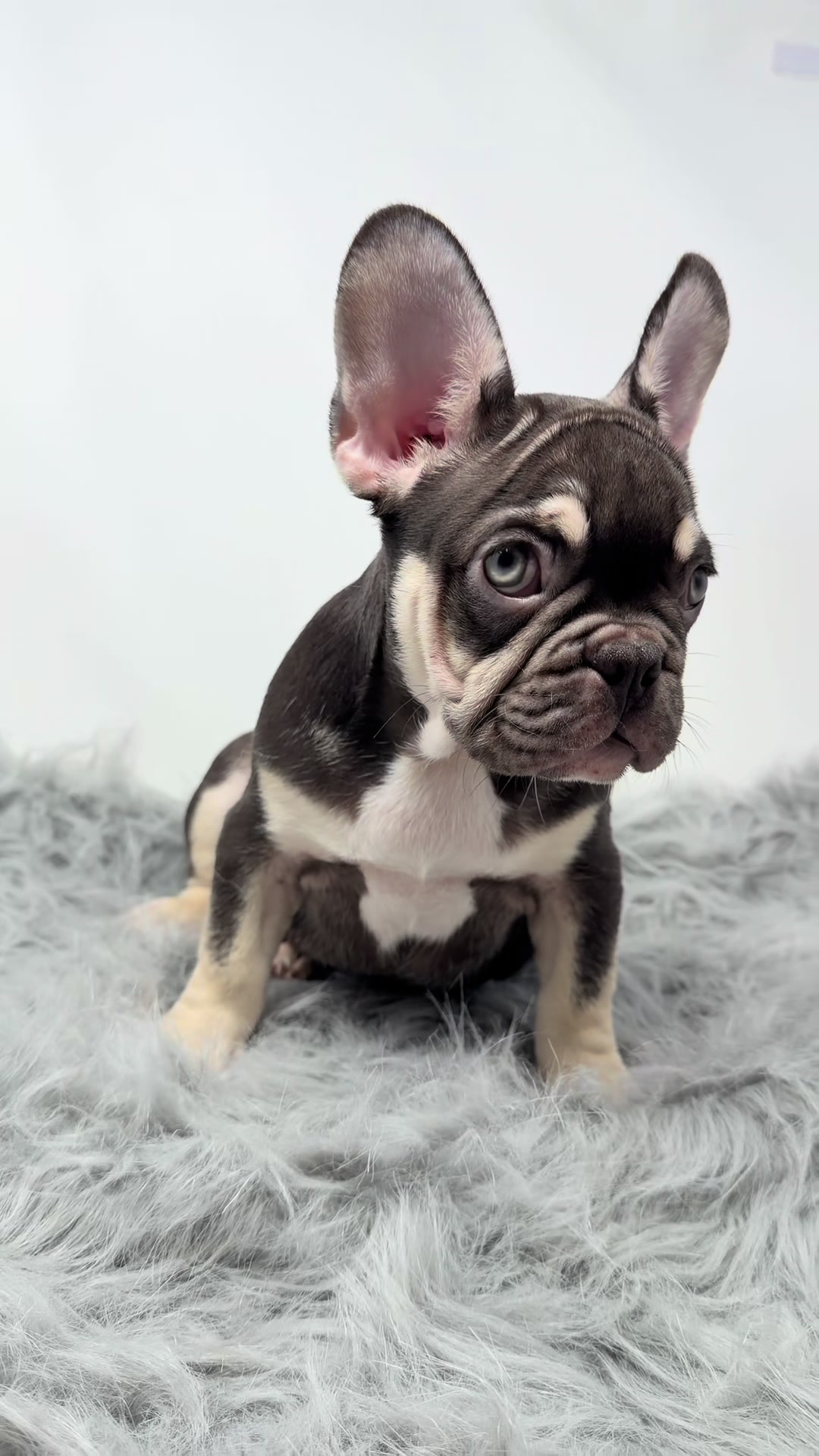 @Flatfacebullyz